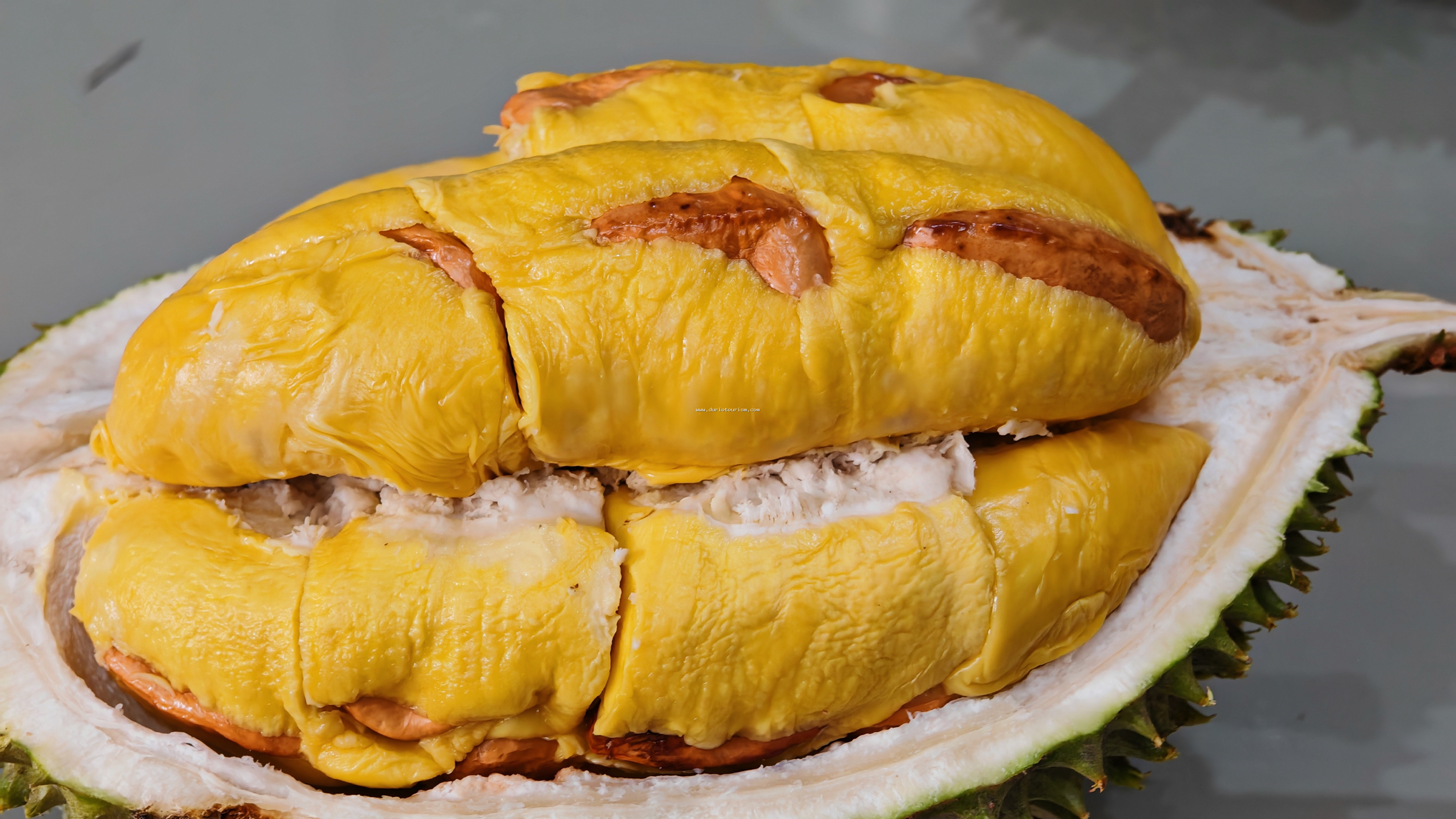 Gambar isi Raja Kunyit / Musang King