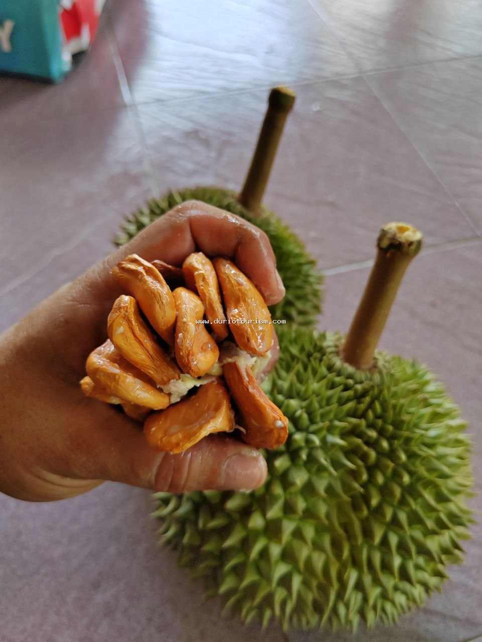 Gambar biji Raja Kunyit / Musang King
